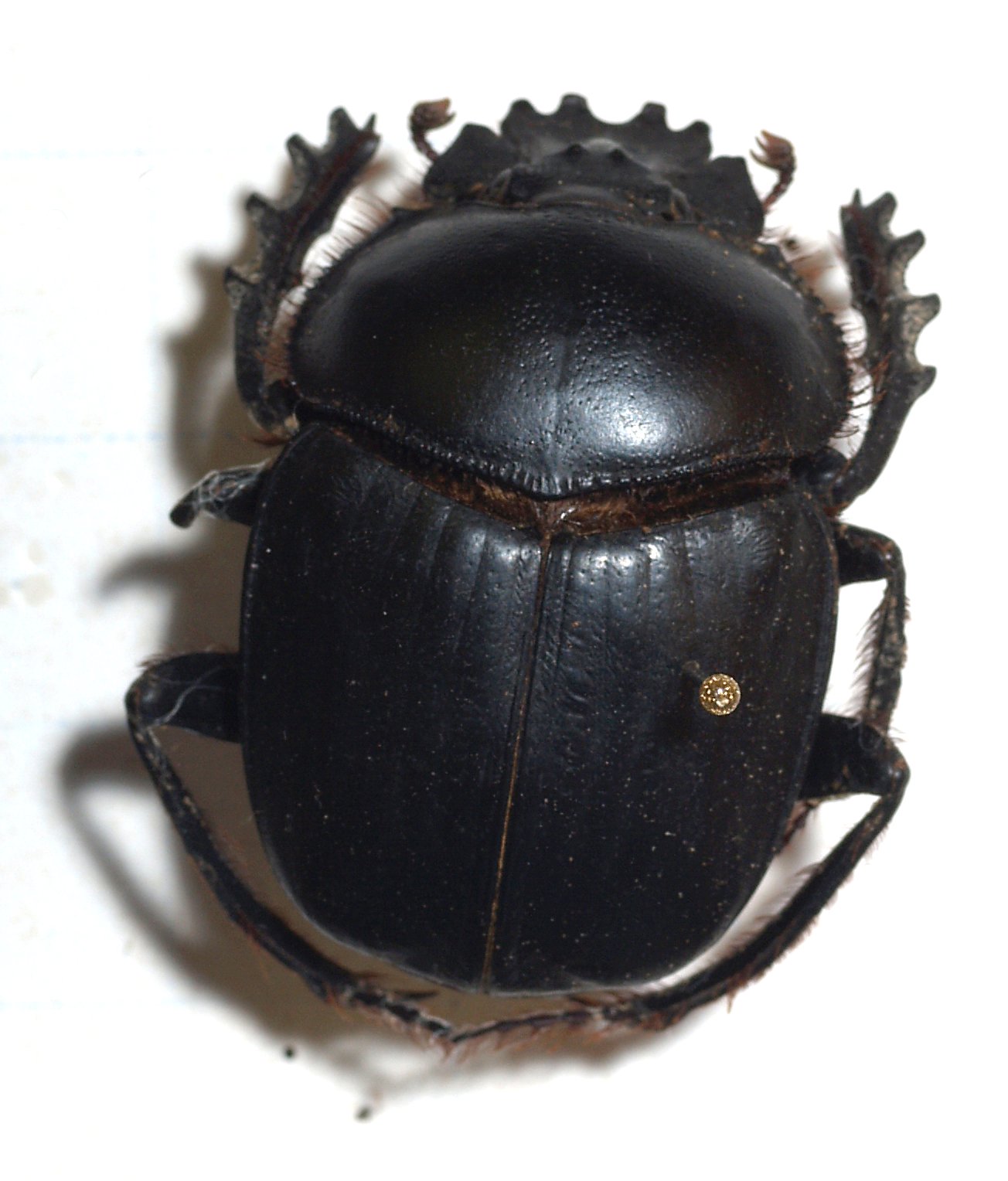 Scarab